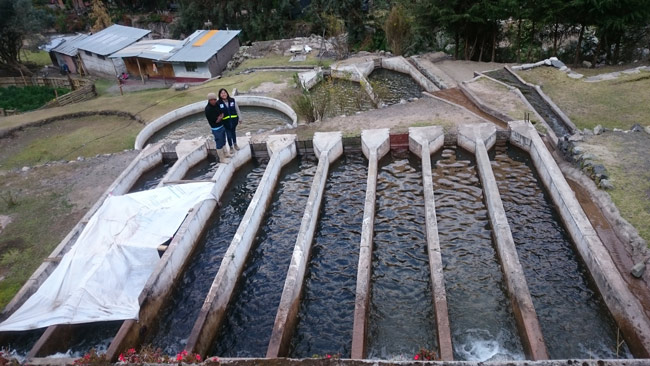 lesly-giron-fuentes-rivera-fondepes-piscigranja