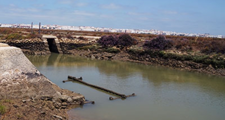 Estero de Levante y Agua /@misPeces