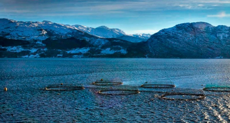 lingalaks-jaulas-salmon