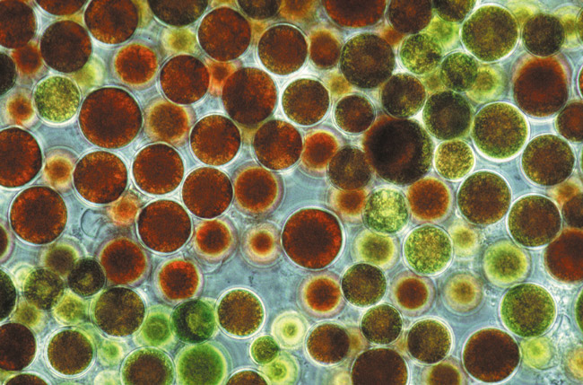lipidos-rojos-haematoccocus-pluvialis-fraunhofer-institute-biotechnology