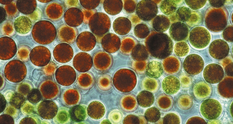 lipidos-rojos-haematoccocus-pluvialis-fraunhofer-institute-biotechnology