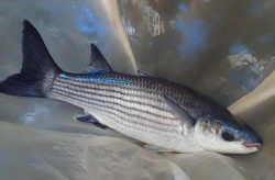 IU-ECOAQUA consigue las primeras larvas de lisa amarilla, una especie de interés en Canarias