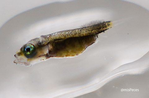 Larva 21 días lisa dorada (Chelon aurata)