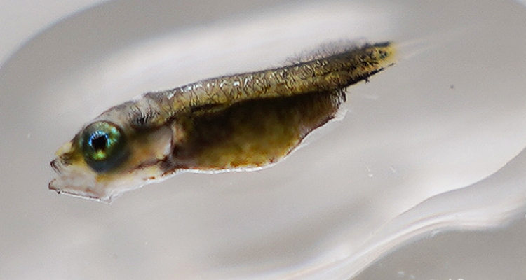 Larva 21 días lisa dorada (Chelon aurata) Larva 21 días lisa dorada (Chelon aurata)