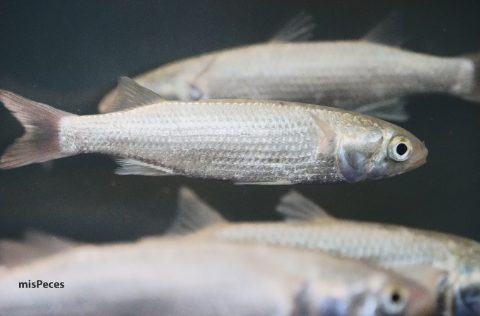 Ejemplar de alburejo o lisa aurata del CIFP Zaporito