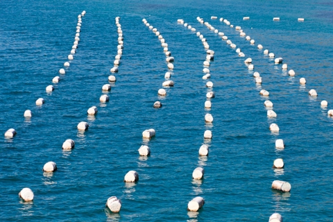 long-lines-mejillon-croacia