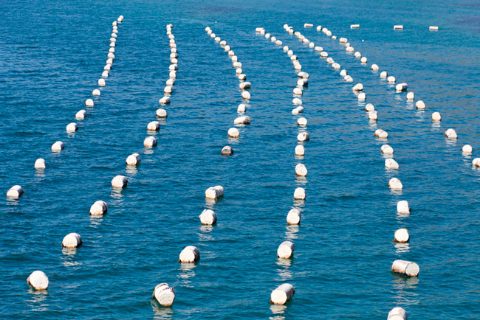 long-lines-mejillon-croacia