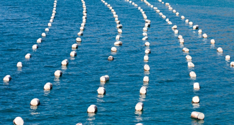 long-lines-mejillon-croacia