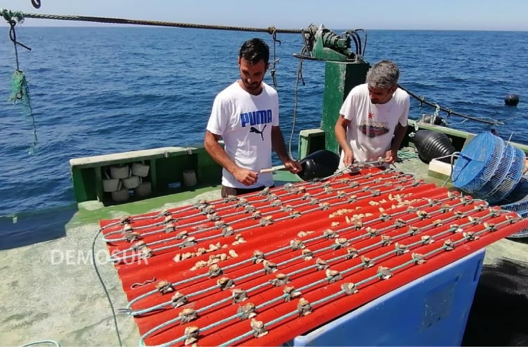 Proyecto DEMOSUR, cultivo de ostras en Conil Proyecto DEMOSUR, cultivo de ostras en Conil