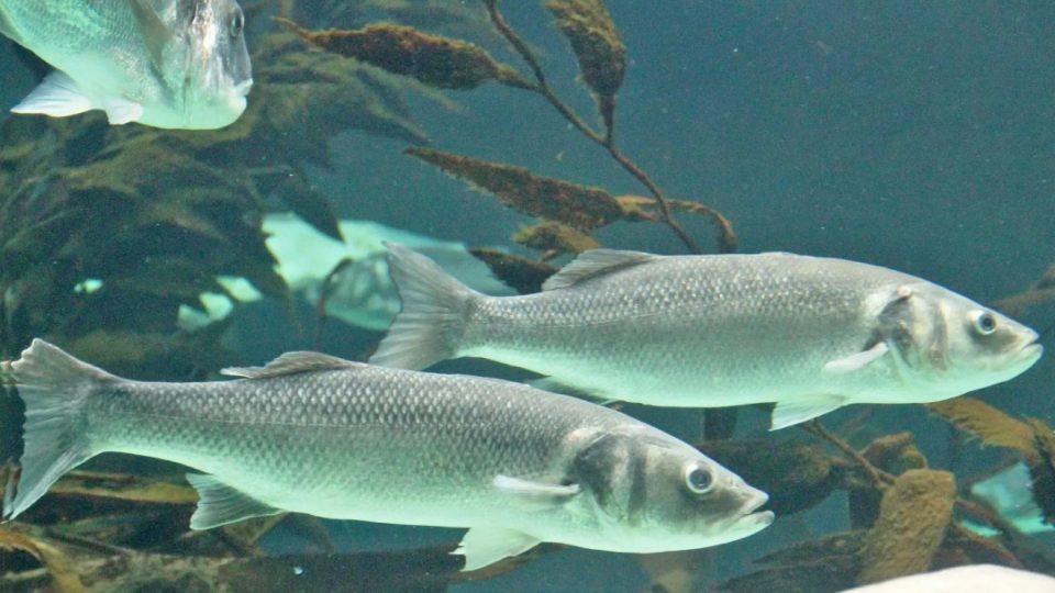 Lubina Europea |AlFunFeed