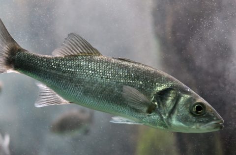 Lubina europea ICM-CSIC