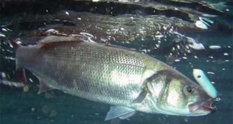 lubina-europea-pesca