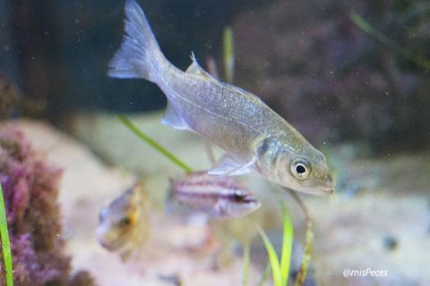 lubina-europea_dicentrarchus_labrax
