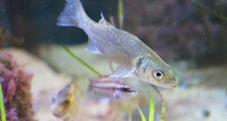 lubina-europea_dicentrarchus_labrax lubina-europea_dicentrarchus_labrax