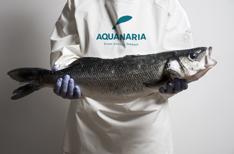 Lubina europea de tamaño grande de AQUANARIA Lubina europea de tamaño grande de AQUANARIA
