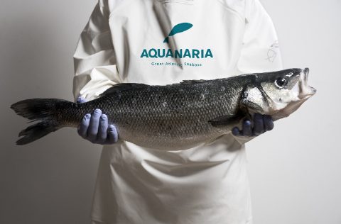 Lubina europea de tamaño grande de AQUANARIA