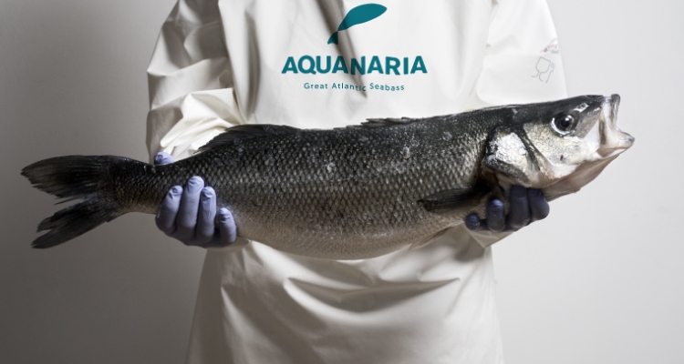 Lubina europea de tamaño grande de AQUANARIA Lubina europea de tamaño grande de AQUANARIA