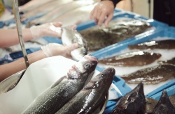 Europa abre la puerta al IVA 0% para los productos de primera necesidad, como el pescado