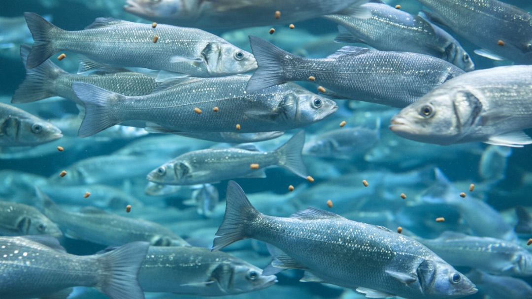 lubinas bajo agua con pienso