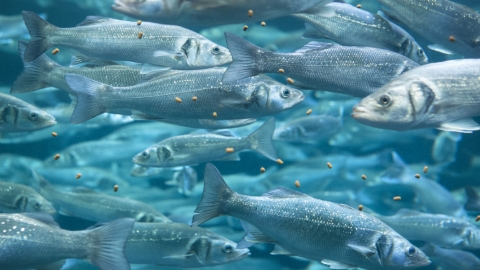 lubinas bajo agua con pienso