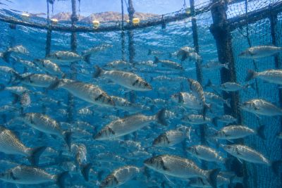 España prorroga las ayudas al combustible para la pesca hasta diciembre mientras la acuicultura sigue fuera