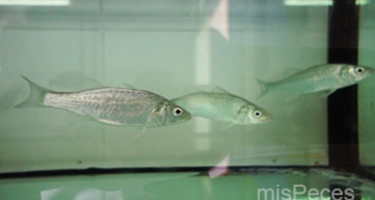 lubinas-dicentrarchus-labrax-1