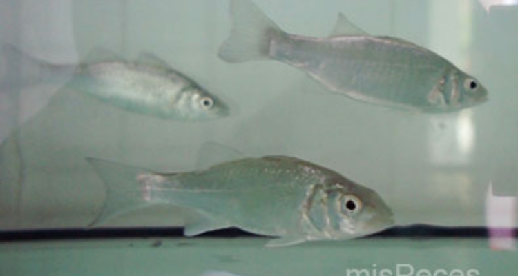 lubinas en laboratorio lubinas en laboratorio