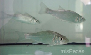 lubinas en laboratorio