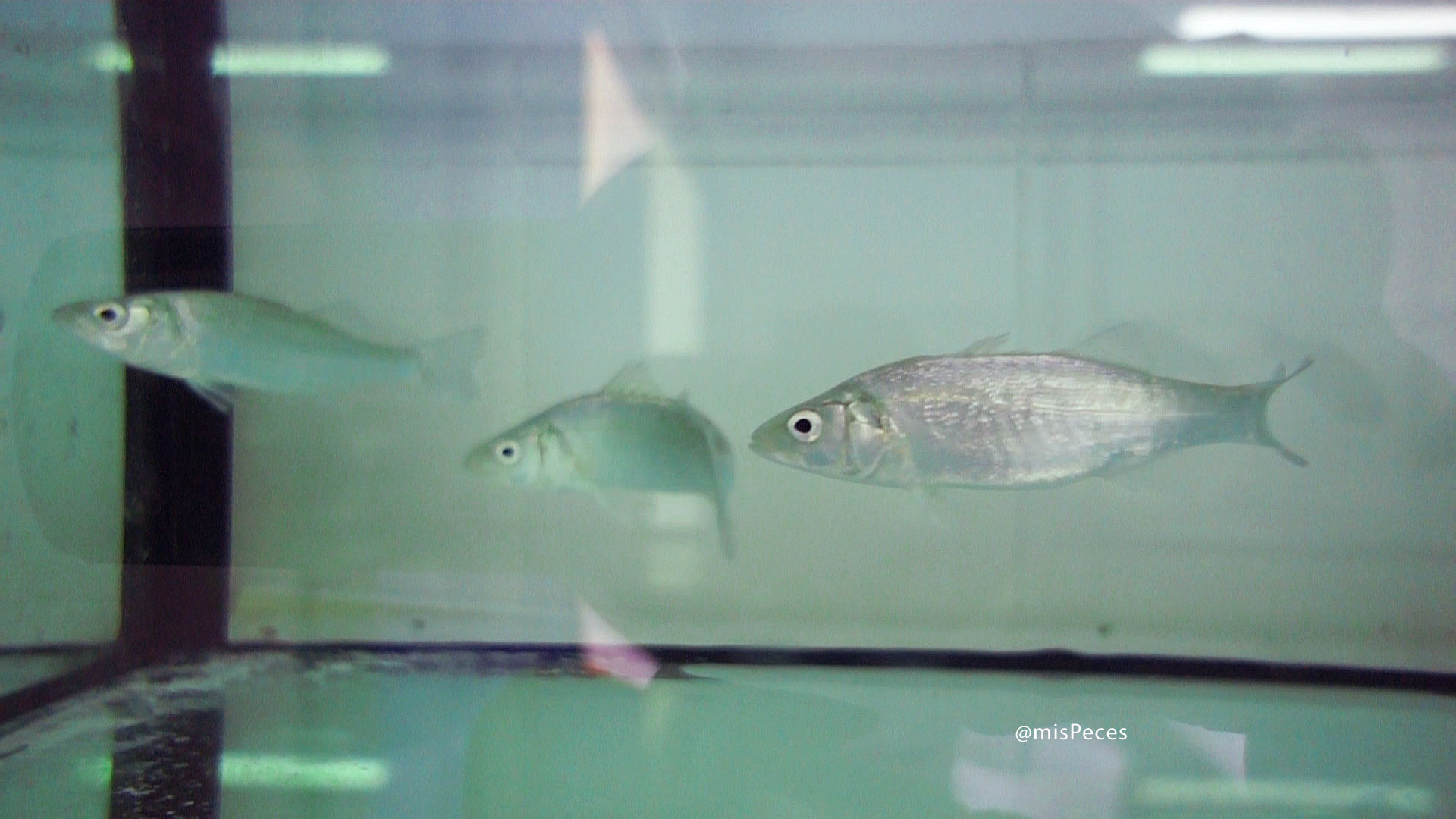 La formule RAS-IMTA peut être une solution efficace pour « l’aquaculture circulaire ».