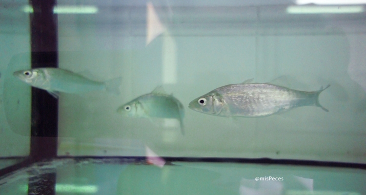 lubinas-dicentrarchus-labrax-L760