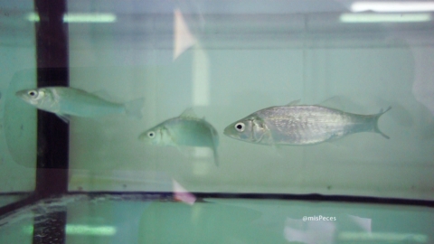 lubinas-dicentrarchus-labrax-L760