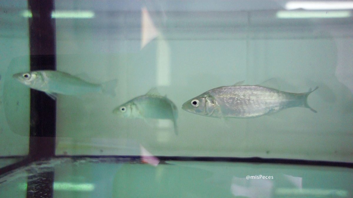 lubinas-dicentrarchus-labrax-L760