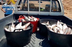 Incautan 150 kilos de lubinas en el interior de un vehículo en la localidad de Yaiza