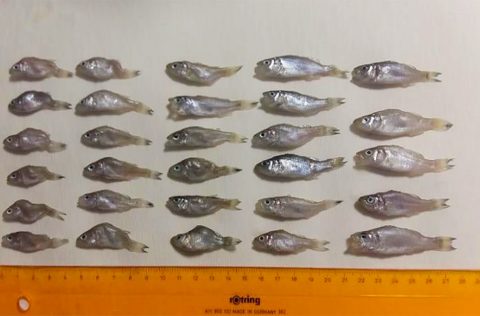 Lubinas juveniles con malformaciones