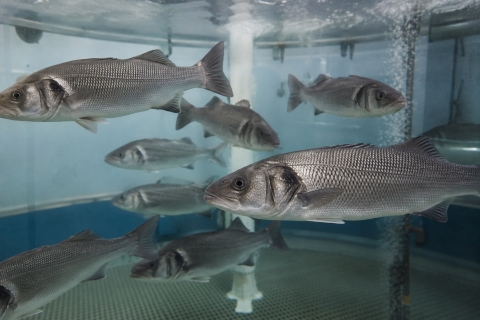 Lubinas en tanques acuicultura
