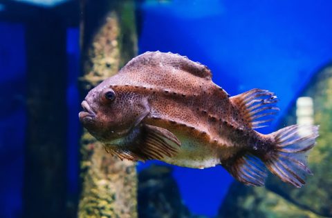 Lumpfish (Cyclopterus_lumpus)