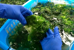 Avances en el estudio del microbioma de las algas en el marco del proyecto europeo SIMBA