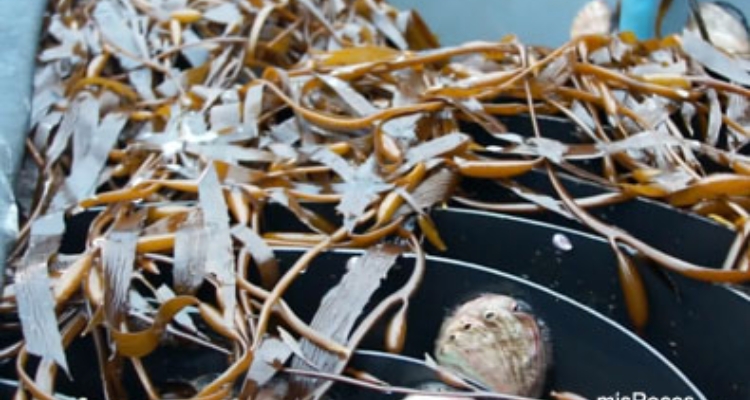 macroalgas-oreja-mar