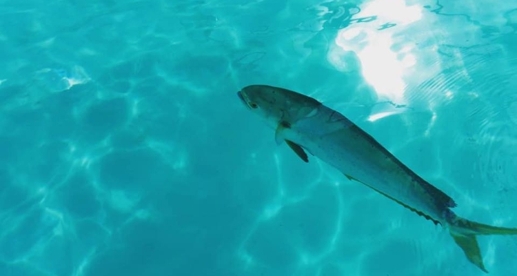 mahi-mahi-universidad-rosenstiel-miami