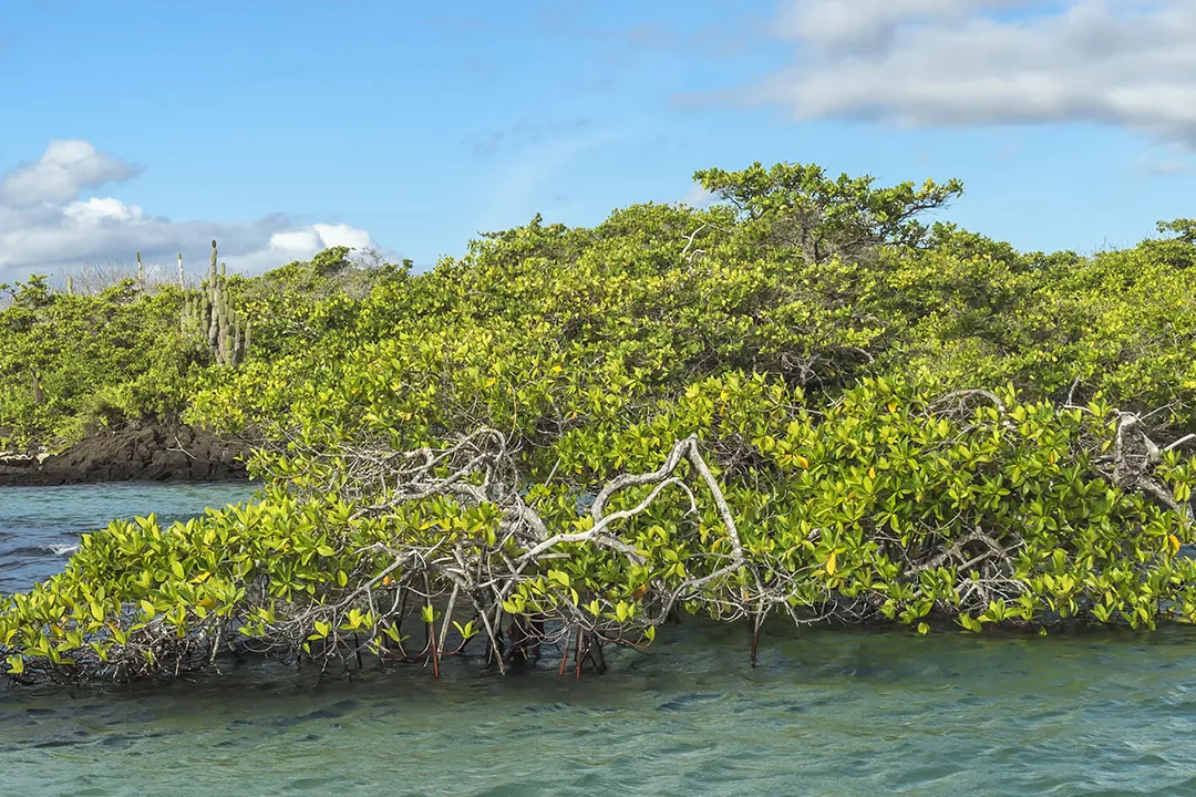 Manglar en Ecuador