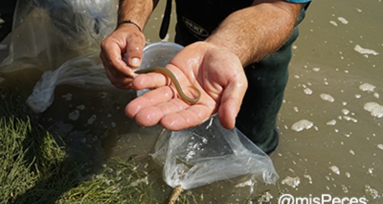 mano-suelta-angulones-rio-iro-chiclana