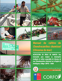 manual-cultivo-chicoria-mar-ucn