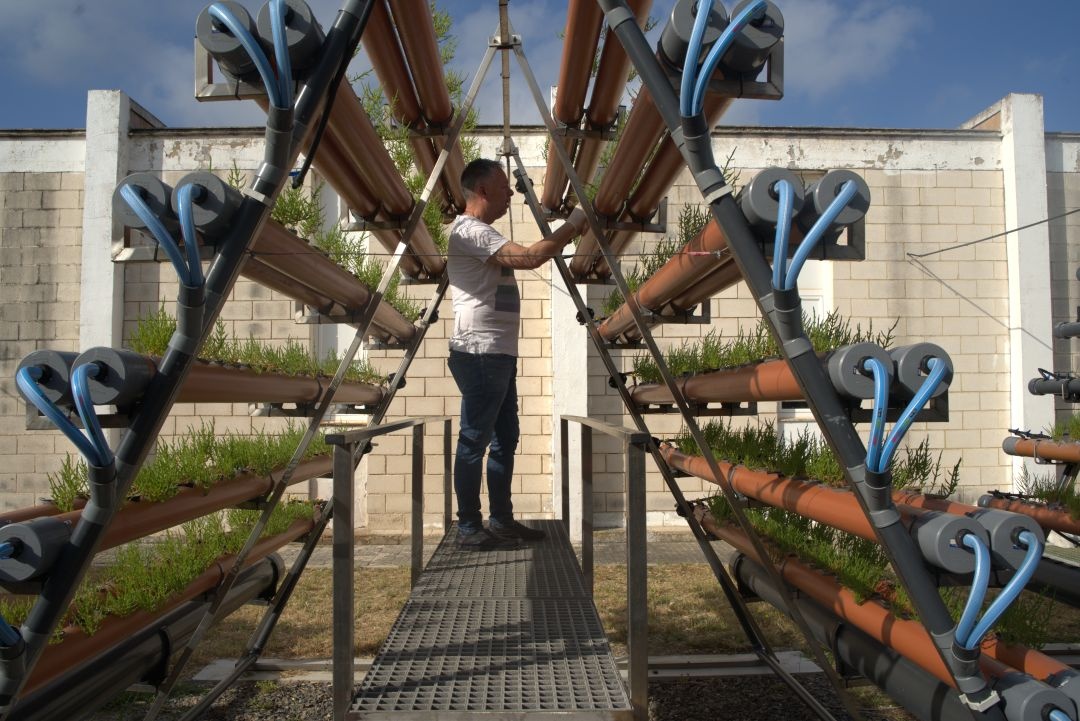 Manuel Manchado, AQUAPONíA - Salicornia Manuel Manchado, AQUAPONíA - Salicornia