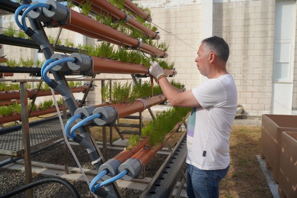 Manuel Manchado - Salicornia - AQUAINNOVA