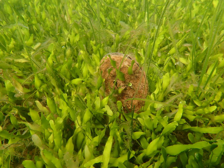 plantas y nacra en Mar Menor