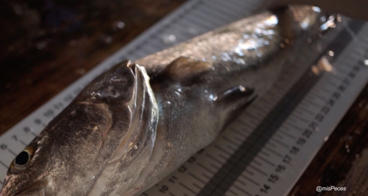 marcaje-corvina-IFAPA-cabeza-650 marcaje-corvina-IFAPA-cabeza-650