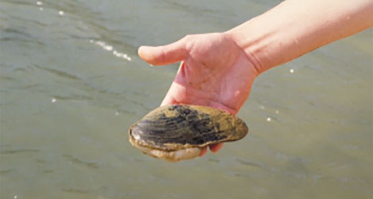 margaritifera_auricularia_rafael_araujo