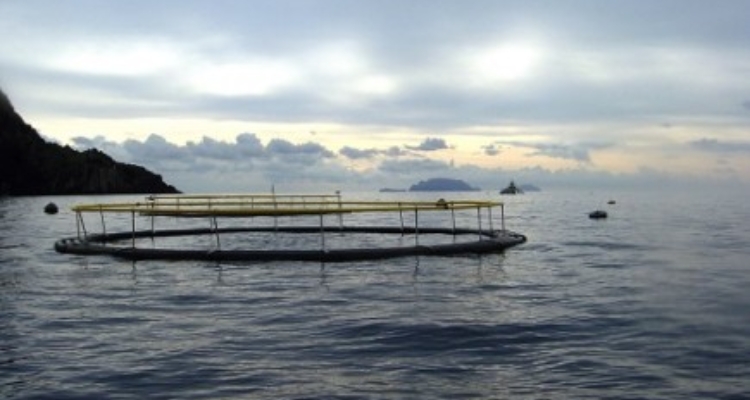 maricultura-calheta-espaço-aquicultura