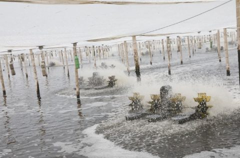 Marinasol, cultivo de langostinos intensivo