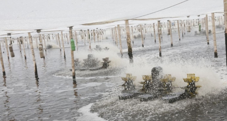Marinasol, cultivo de langostinos intensivo